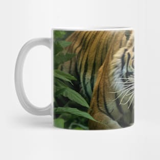 Tiger Animal Nature Majestic Wilderness Mug